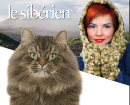 Fiche de race du Sib&eacute;rien